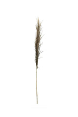 Dried Common Reed Grass Stick