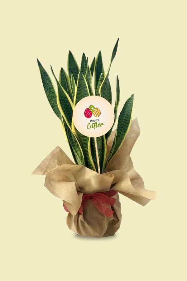 Charming Snake Plant with Wrap - Easter Gift - Elegant Indoor Plant