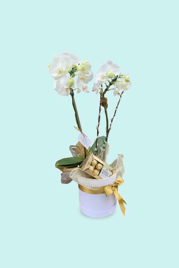 Magical White Orchid Hamper – Elegant orchid in a gift hamper for special occasions