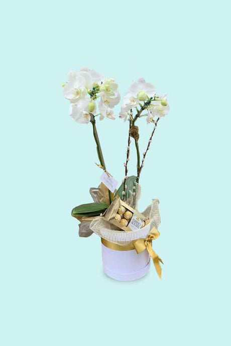Magical White Orchid Hamper – Elegant orchid in a gift hamper for special occasions