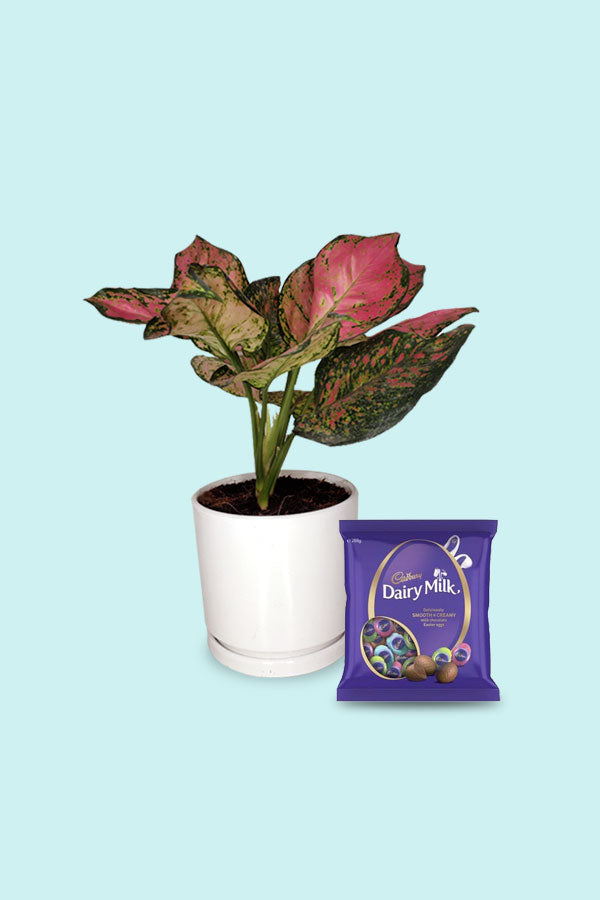 Aglonema Pinkie with Chocolate Easter Day Gift - Indoor Plant with Pinkish-Green Leaves