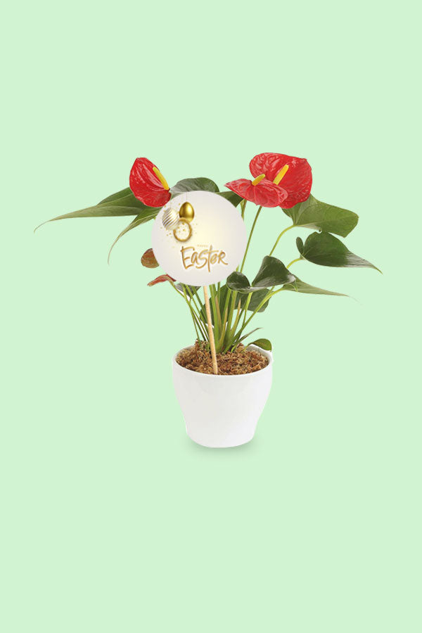 Delightful Red Anthurium for Easter Day Gift - Vibrant Red Blooms - Indoor Plant