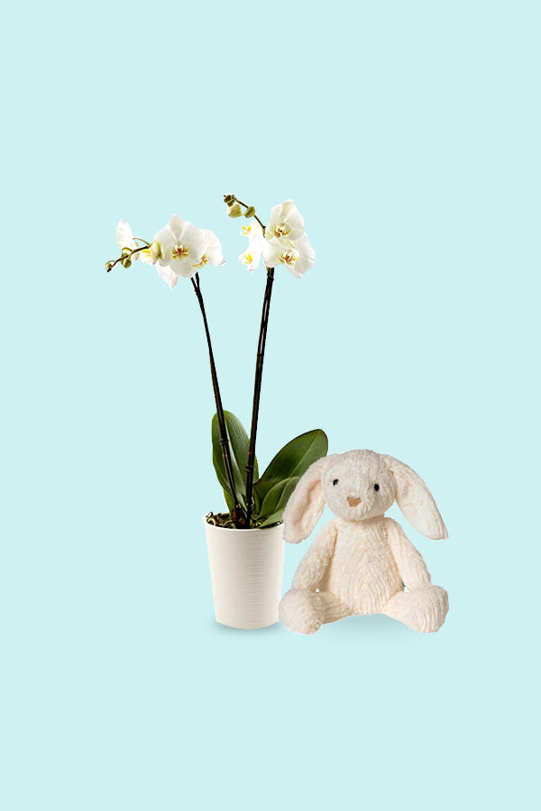 Orchid With Teddy - Easter Day Gift - Beautiful Orchid Plant and Cuddly Teddy Bear