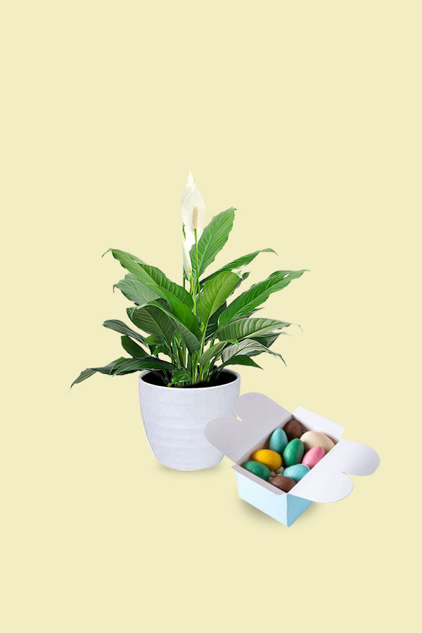 Peace Lily with Easter Eggs – Unique Easter Day Gift – Elegant Plant with Festive Easter Eggs