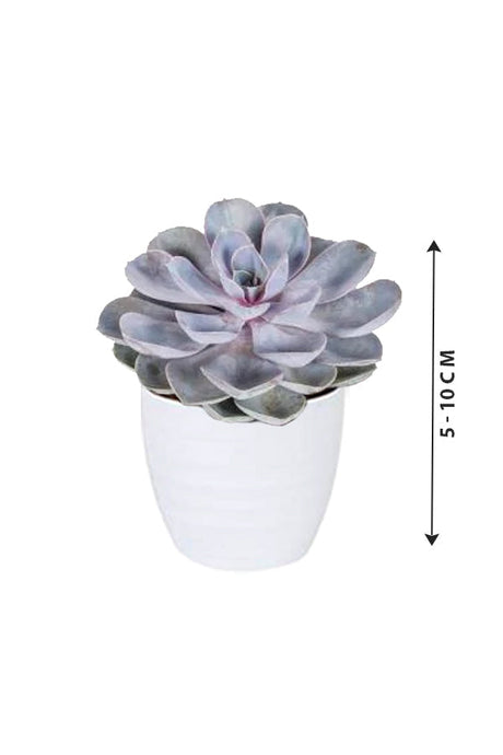 Echeveria Tippy - Easy To Care Succulent Plant