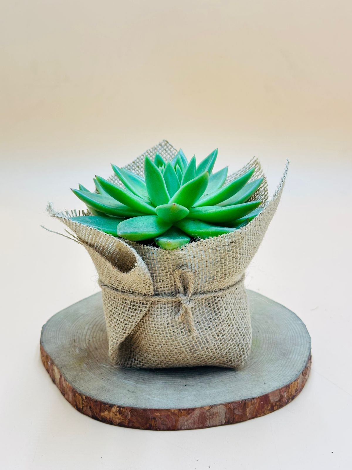 Echeveria OVR succulent with green rosette-shaped leaves, wrapped in eco-friendly jute – stylish indoor plant from PlantsWorld.ae.