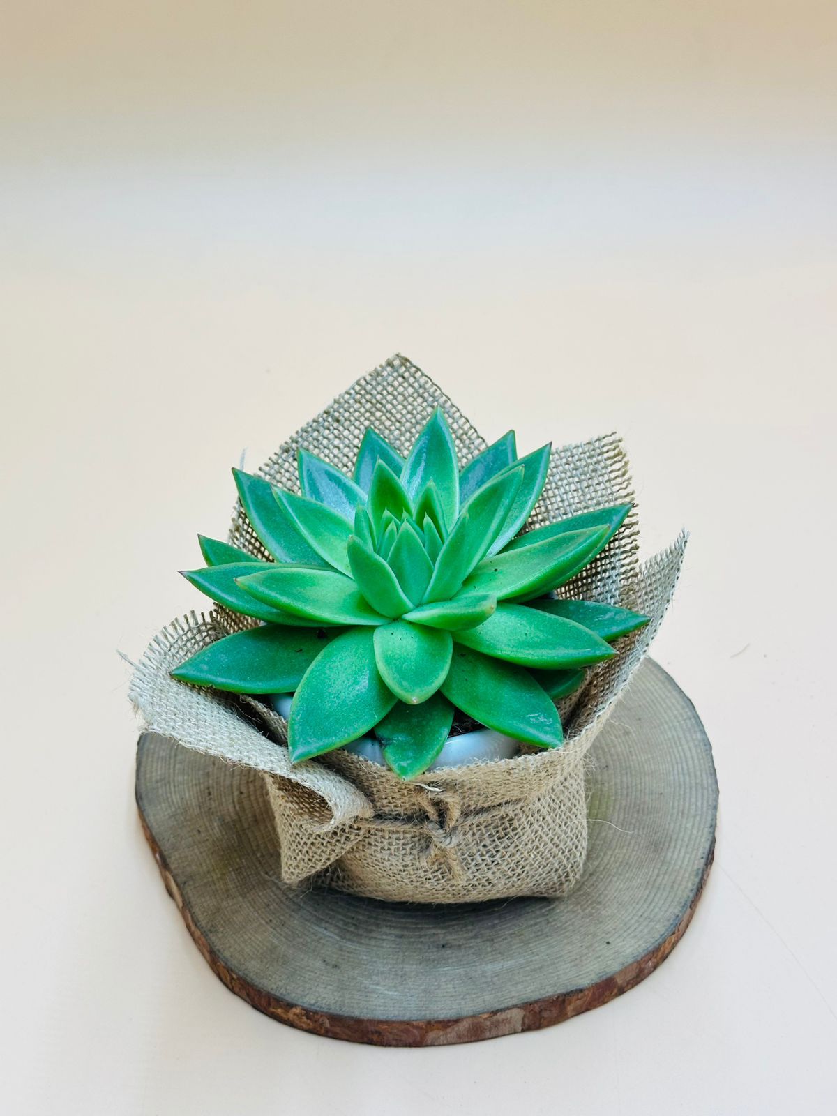 Echeveria OVR With Jute Wrap