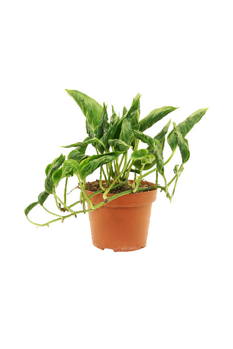 Epipremnum Aureum ‘Shangri La’ (Godzilla Pothos) – Crinkled Leaf Indoor Plant