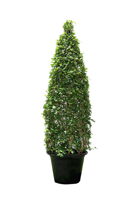 Erethria Cone Shaped Outdoor Plant with Elegant Green Cone-Like Shape