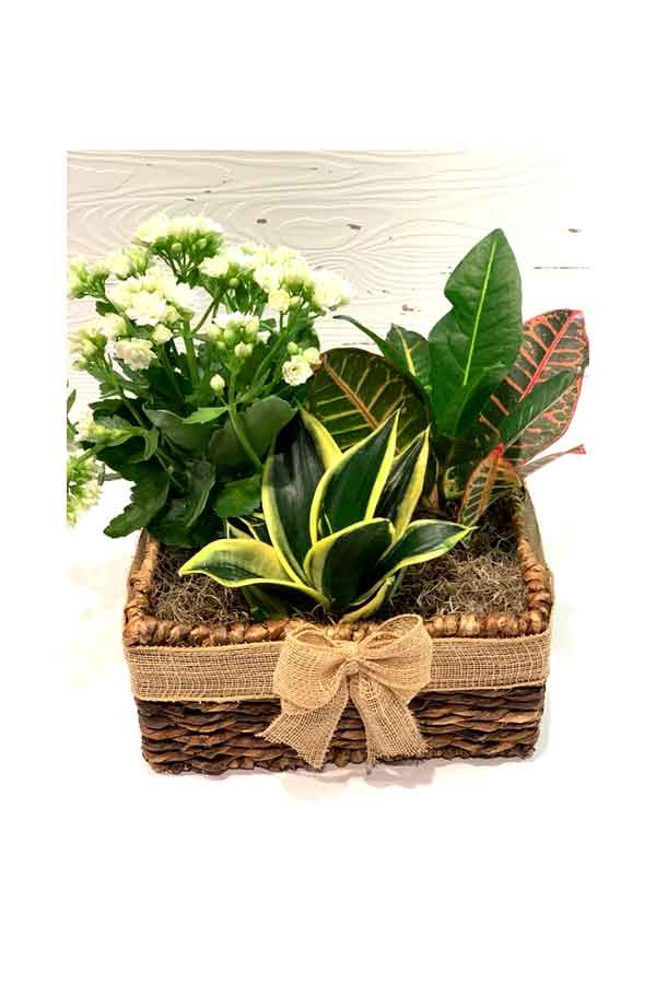 Combo of 3 Plants – Father’s Day Gift Set – Unique Plant Gift for Dad