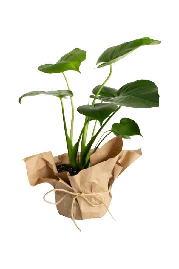 Monstera plant in a stylish pot, perfect as a Father's Day gift