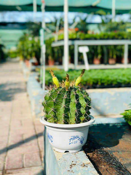 Ferocactus – Barrel Cactus with Spines