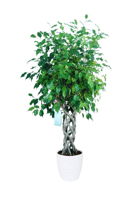 Ficus Benjamina Cylinder - Weeping Fig for Indoor Spaces