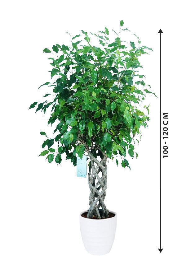Ficus Benjamina Cylinder - Weeping Fig