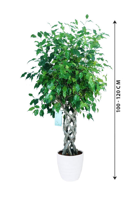 Ficus Benjamina Cylinder - Weeping Fig