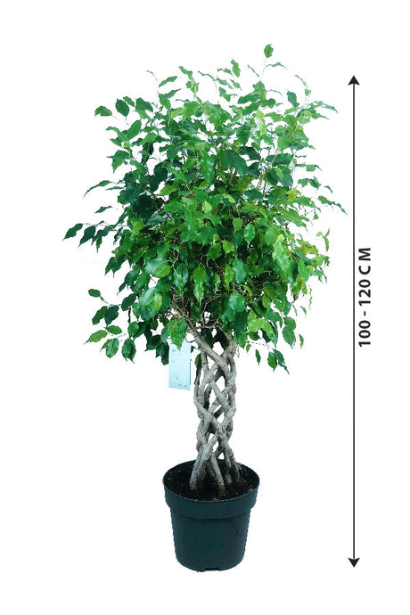 Ficus Benjamina Cylinder - Weeping Fig
