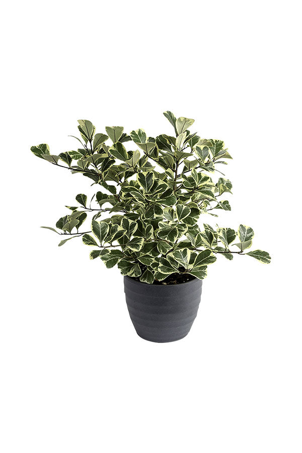 Ficus Triangularis variegata