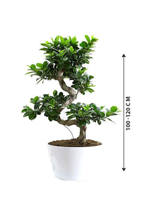 Ficus Bonsai XXL - Bonsai Trees - Plantsworld.ae - {{ varient.name }}