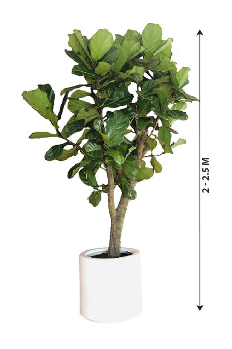 Fiddle Leaf Fig Branched - Ficus Lyrata