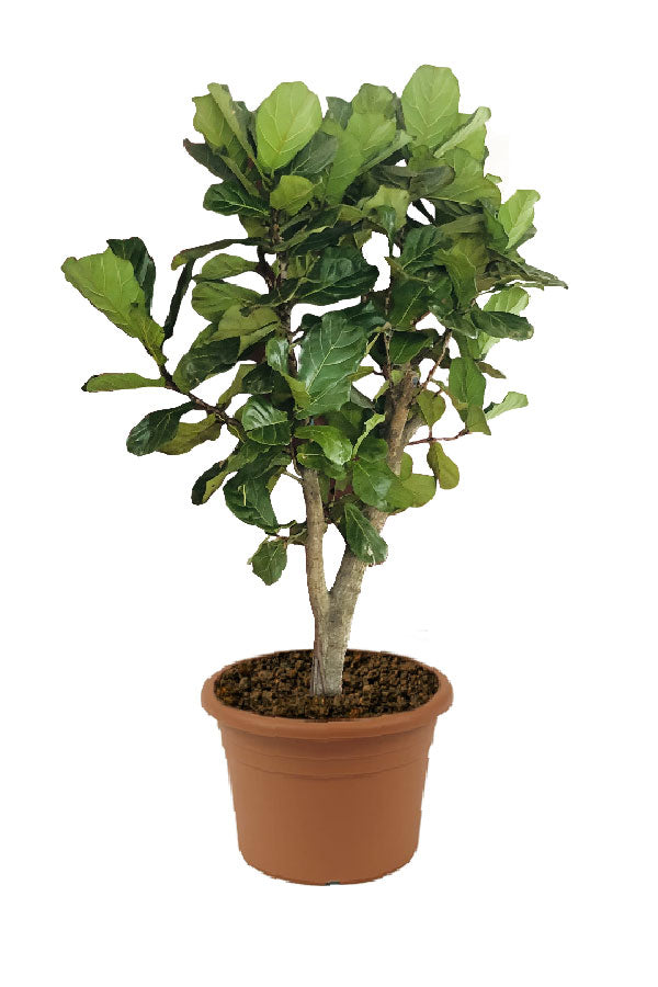Fiddle Leaf Fig Branched - Ficus Lyrata