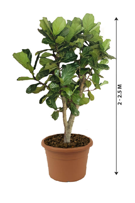 Fiddle Leaf Fig Branched - Ficus Lyrata