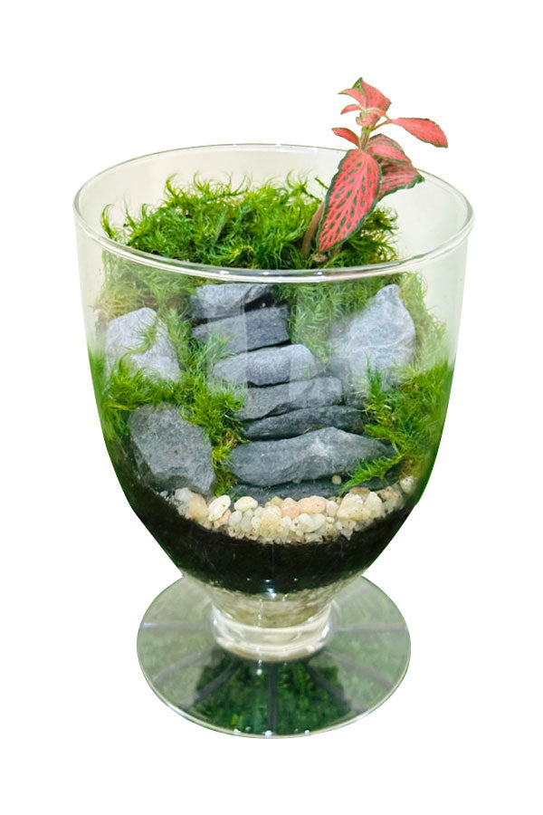 Fittonia Terrarium Green Beauty - Elegant Glass Terrarium for Home and Office Decor