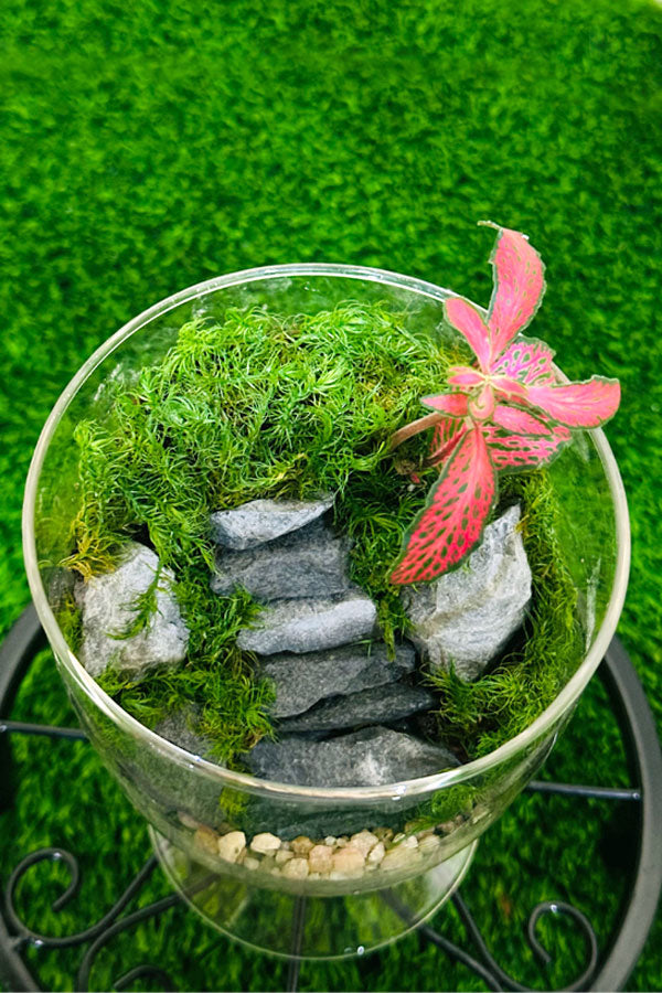 Fittonia Terrarium - Green Beauty