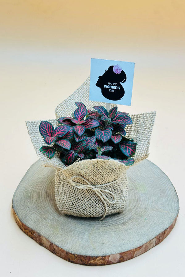 Women's Day & Mother's Day Gift - Fittoia With Jute Wrap
