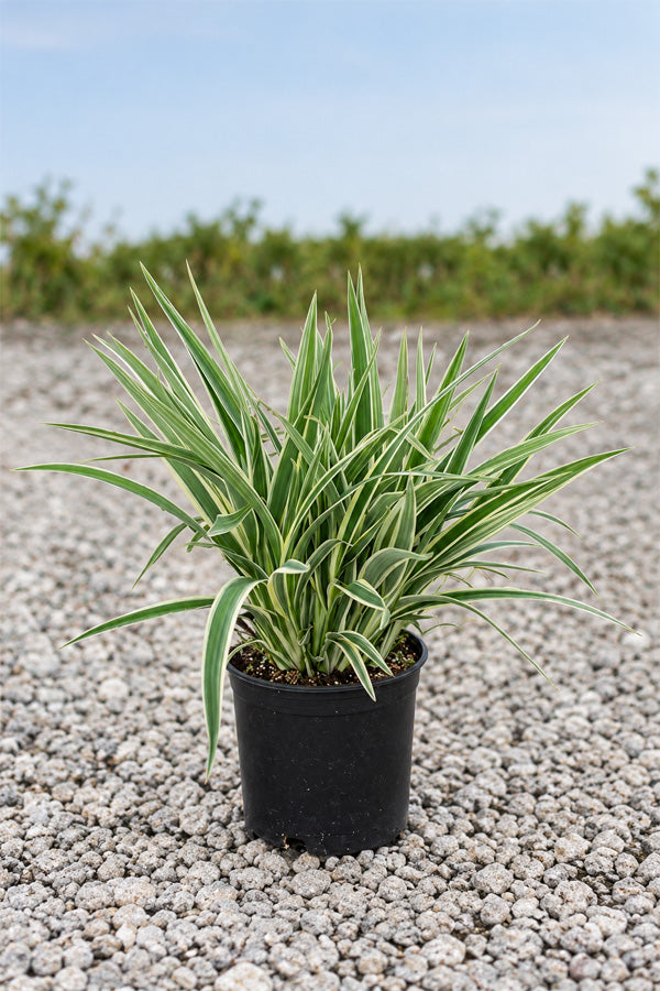 Flax Lily - Dianella Tasmanica