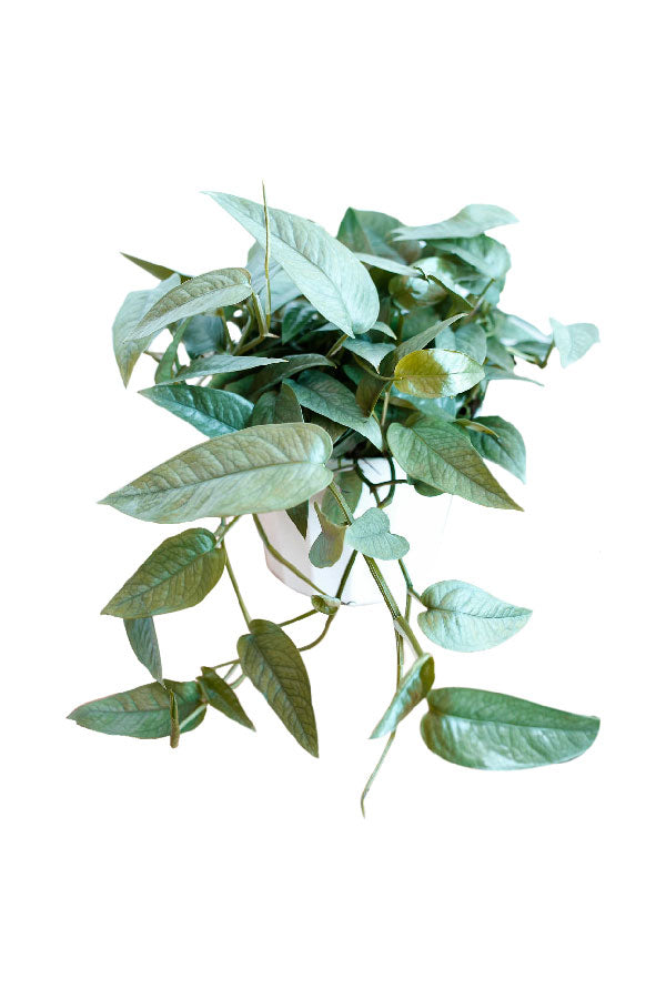 Cebu Blue -Epipremnum pinnatum