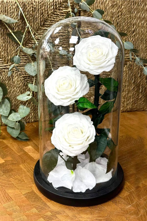 Timeless Forever White Roses (Set of 3) – Preserved Elegance at PlantsWorld UAE