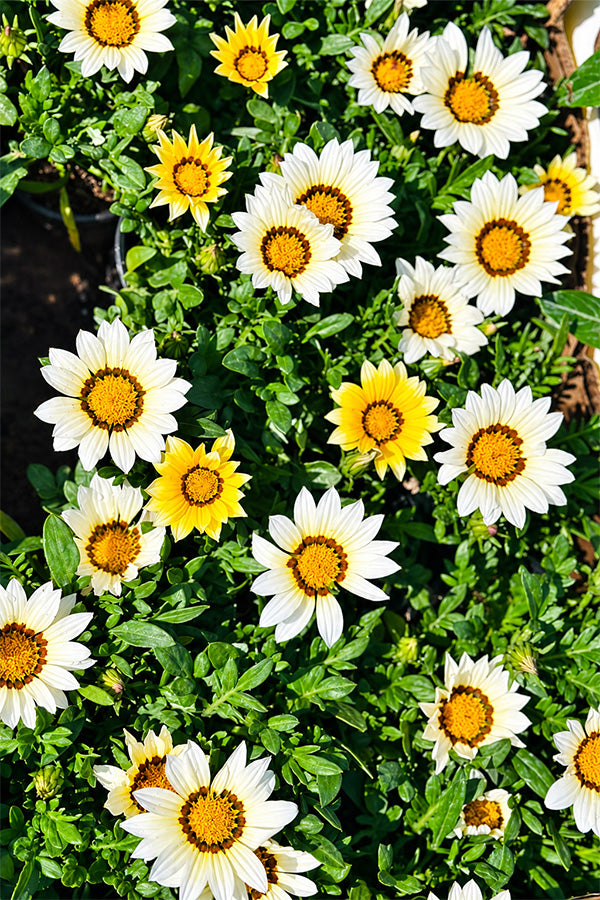 Close-up of cream and yellow Gazania flowers in full bloom