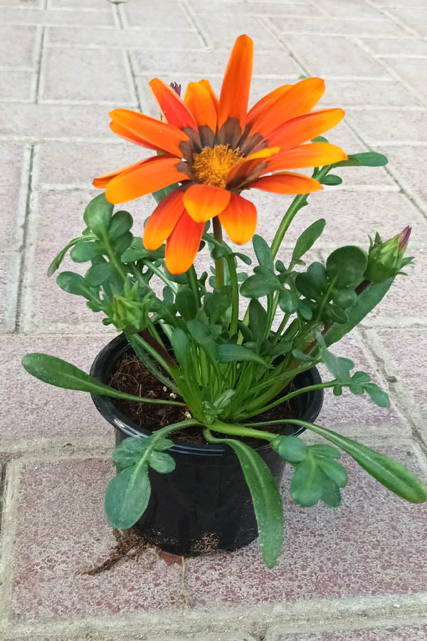 Orange Gazania rigens with daisy-like bloom in black nursery pot, outdoor plant Dubai