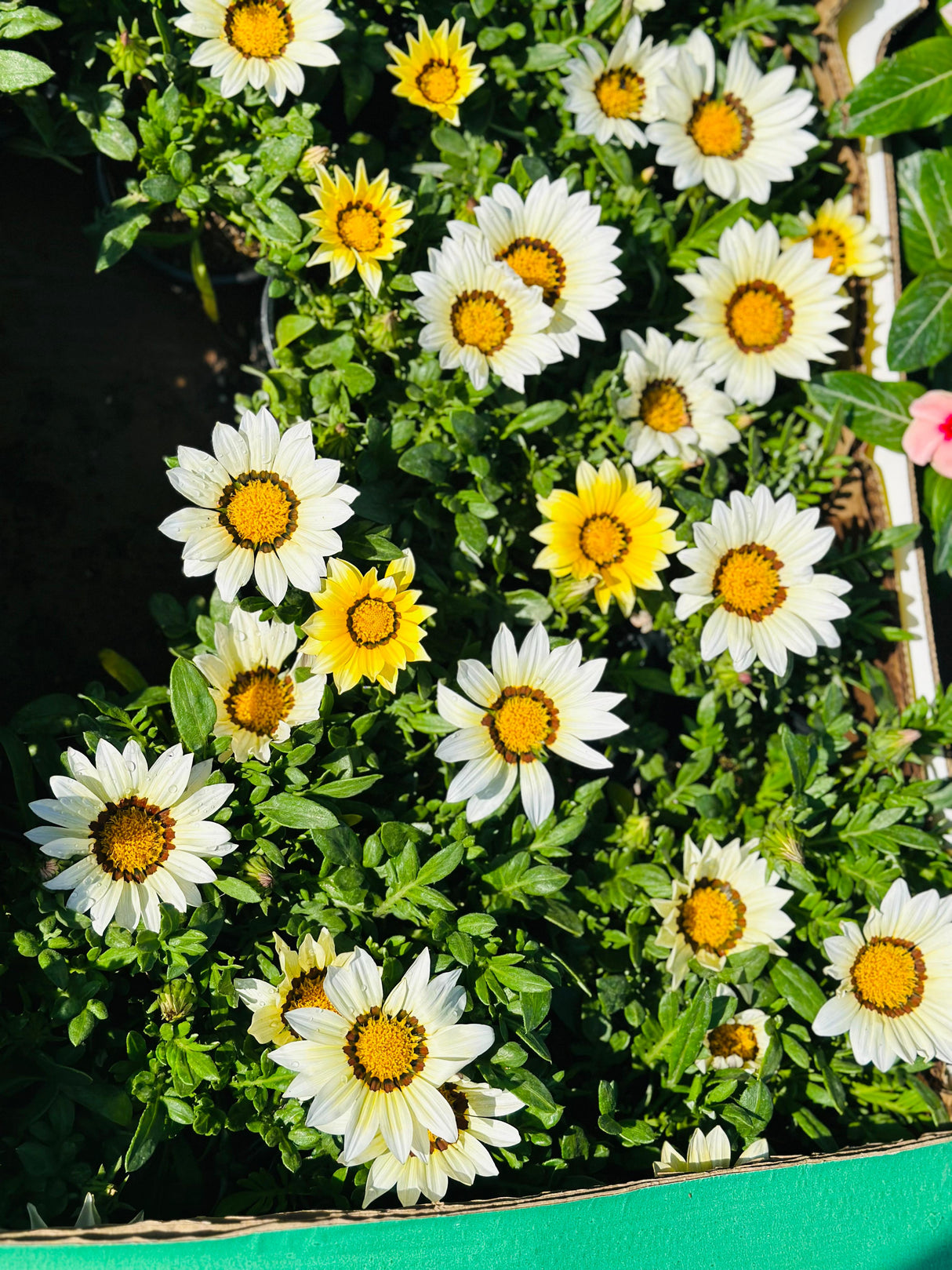 Gazania Rigens - Vibrant Flowering Plants