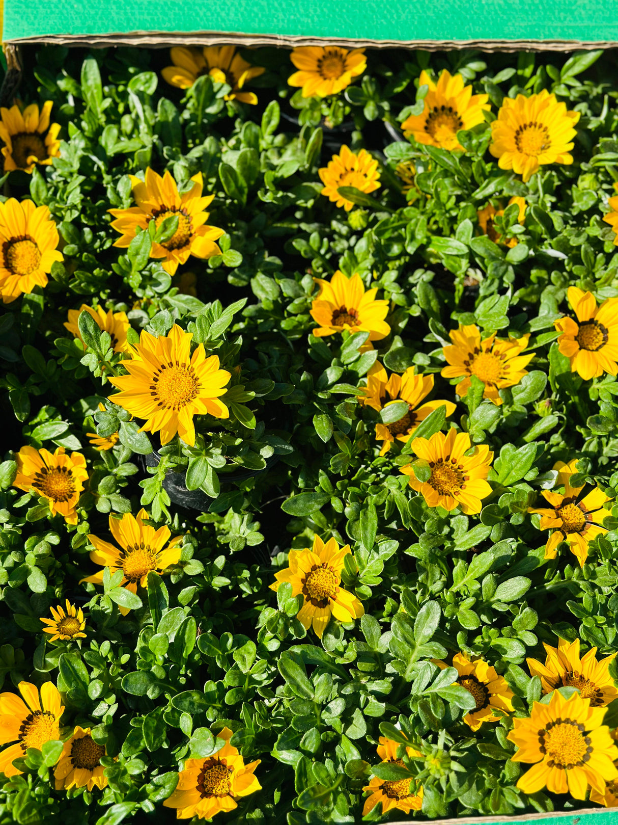 Gazania Rigens - Vibrant Flowering Plants