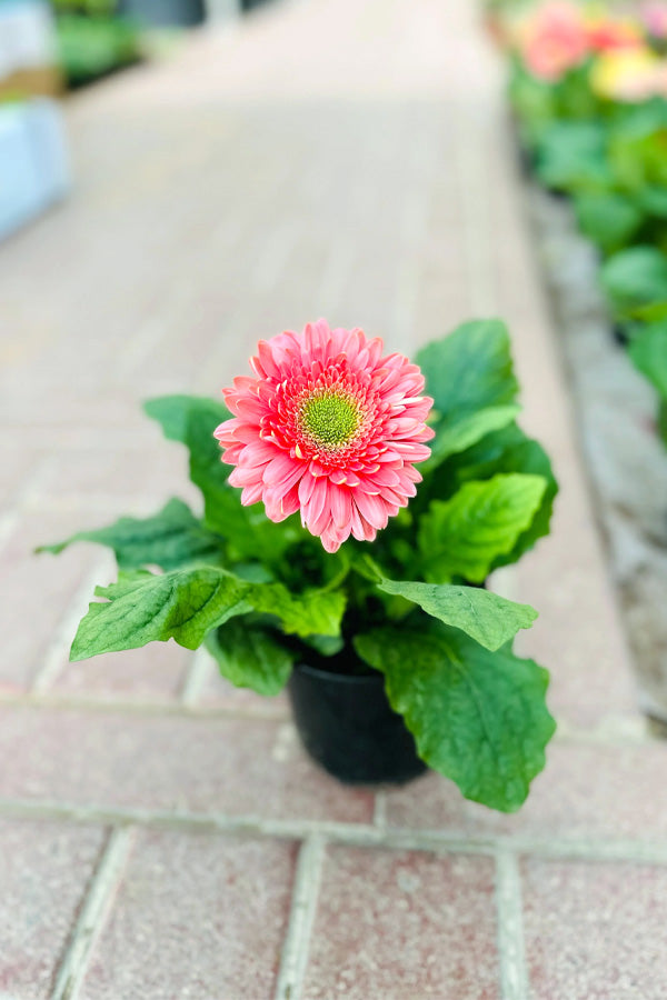 Pink Gerbera daisy with large bloom in black nursery pot