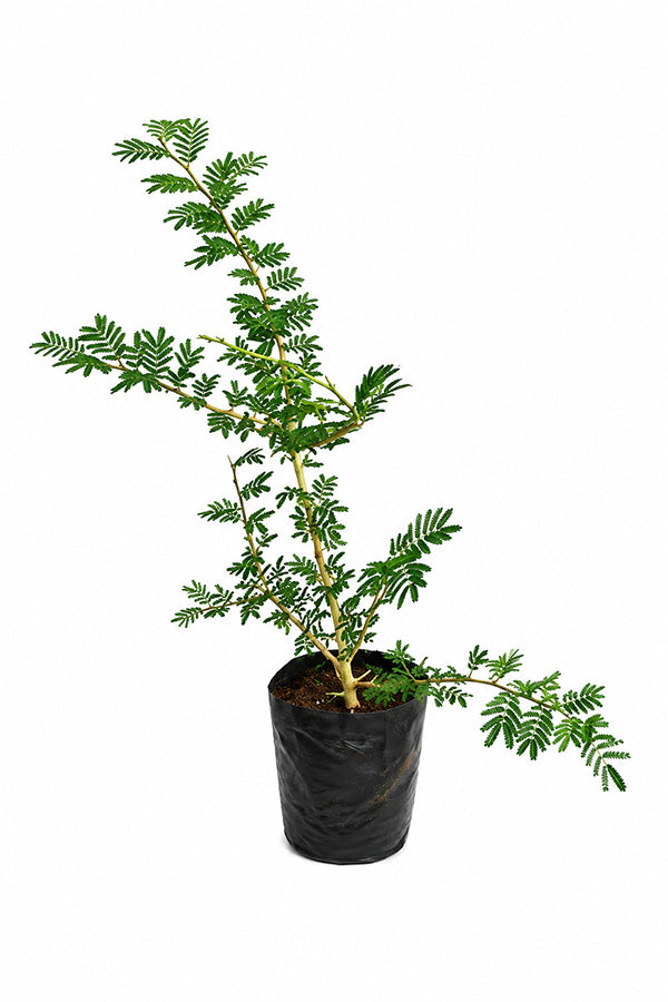 Ghaf-National Tree Of UAE - Prosopis Cineraria