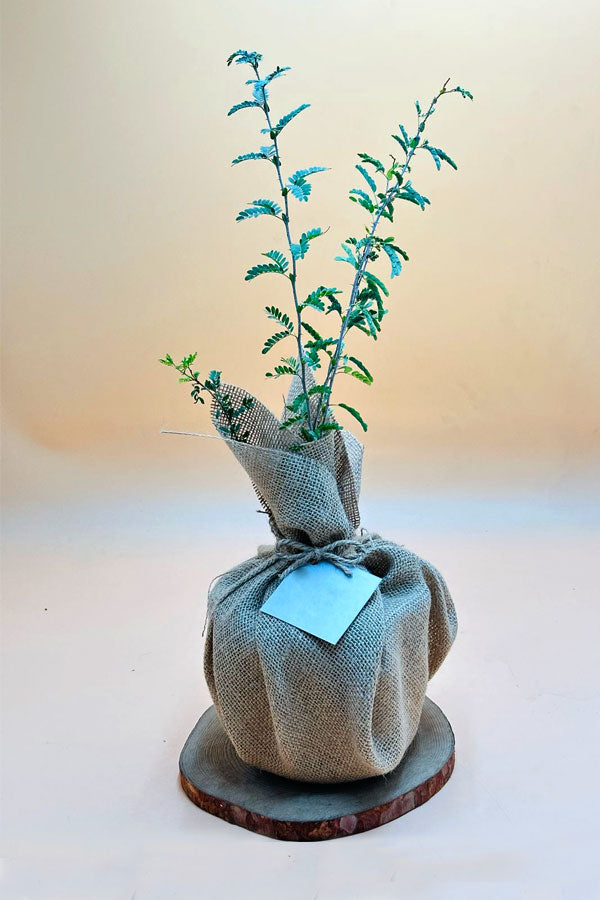 Ghaf - National Tree Of UAE  With Jute Wrap