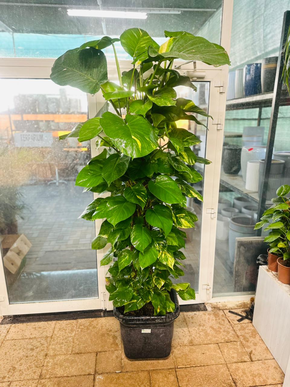 Giant Money Plant - Epipremnum Aureum