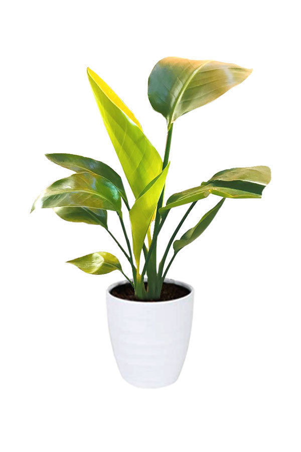 Giant White Bird Of Paradise - Strelitzia Nicolai