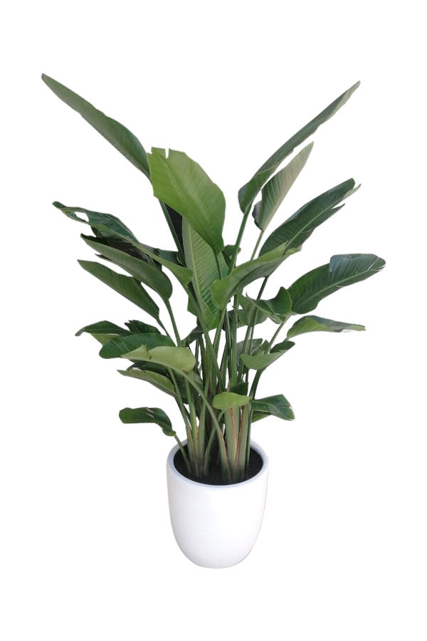 Gerbera Daisy (Transvaal Daisy) - Bright Indoor Flowering Plant with Colorful Blooms for Your Home at PlantsWorld.ae