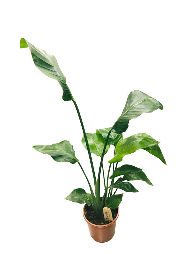 Giant White Bird Of Paradise - Strelitzia Nicolai