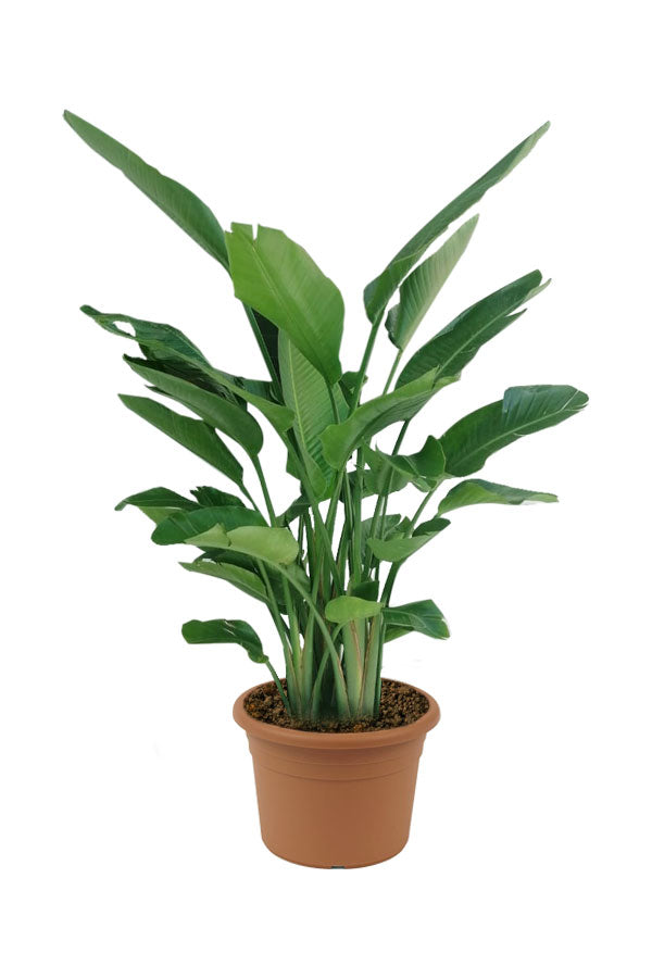 Giant White Bird Of Paradise - Strelitzia Nicolai