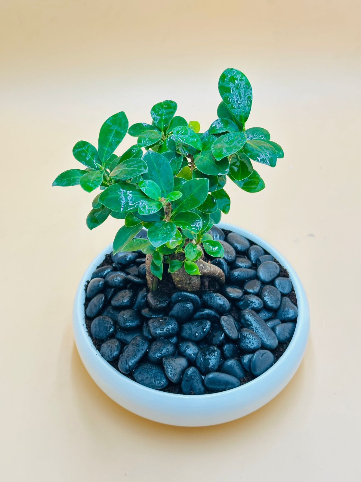 Ginseng Bonsai With Ceramic Bowl