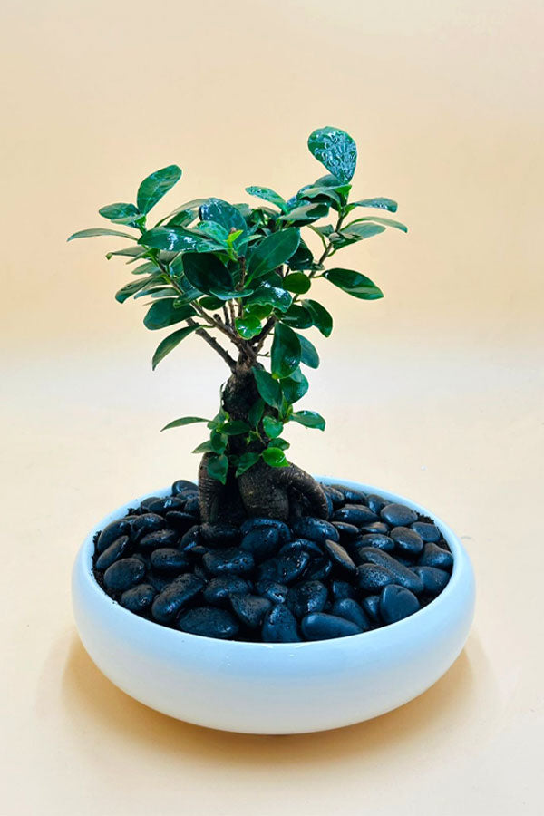 Ginseng Bonsai tree with thick roots in a ceramic bowl – elegant indoor plant from PlantsWorld.ae
