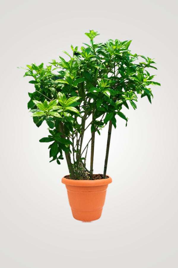 Creeping Flowering Plants
