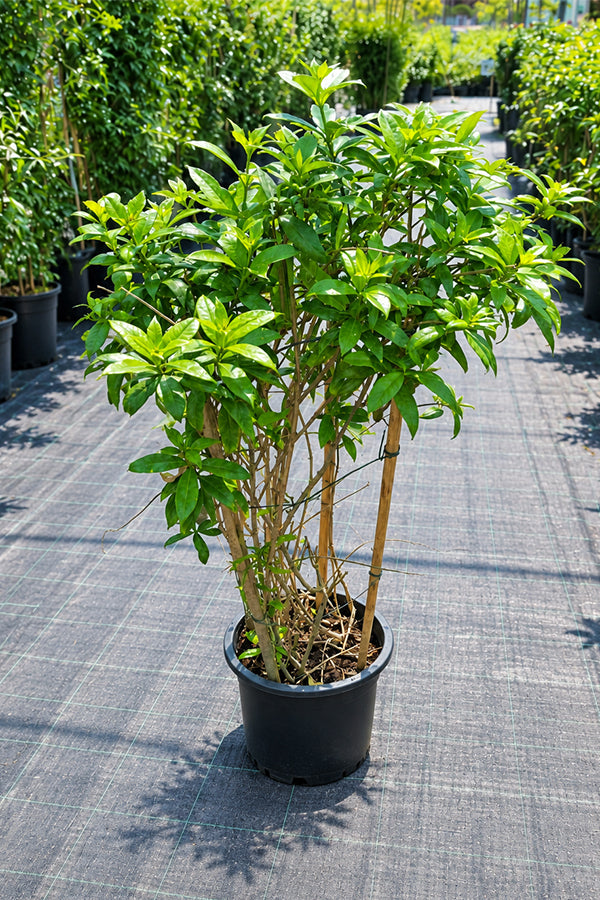 Golden Trumpet - Allamanda Cathartica