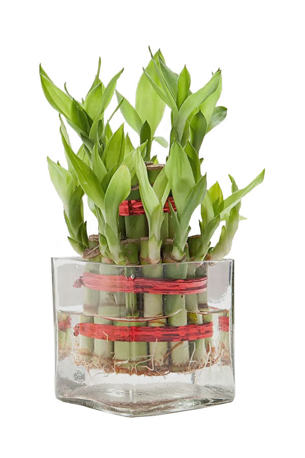 Good Luck Bowl Terrarium – Indoor Plants for Positive Energy and Good Fortune