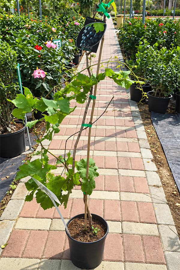 Grape Vine - Vitis Vinifera
