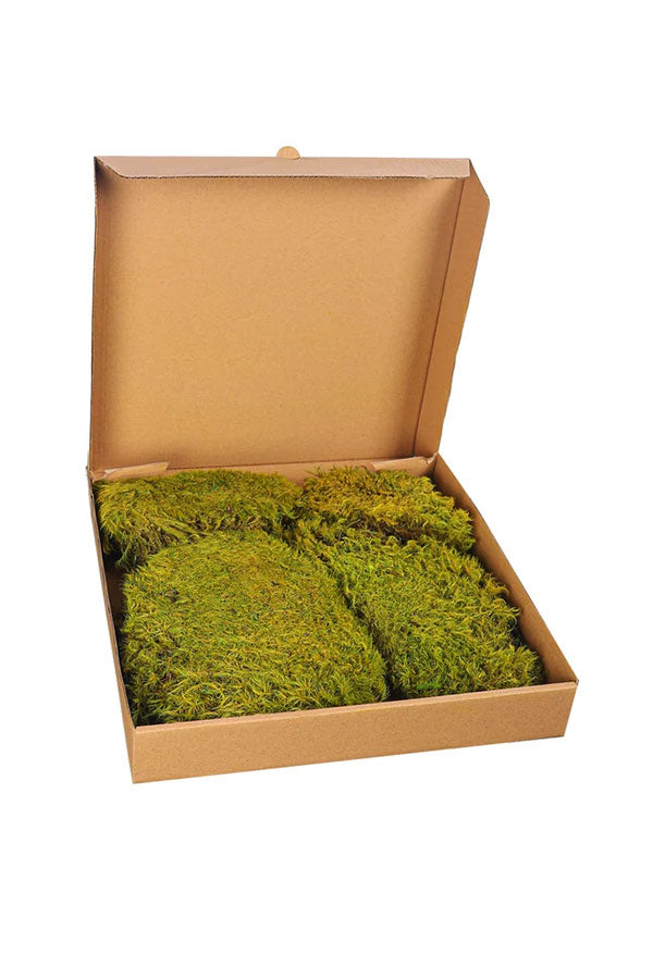 Green Dried Preserved Moss Pieces
